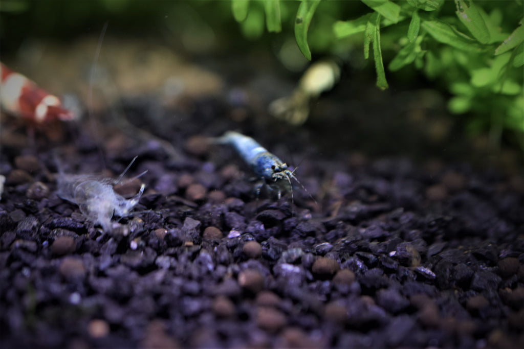 Blue Bolt Shrimp