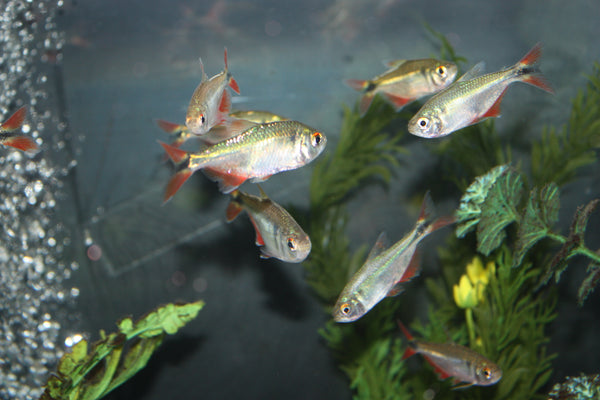 do buenos aires tetras eat plants Buenos Aires Tetra