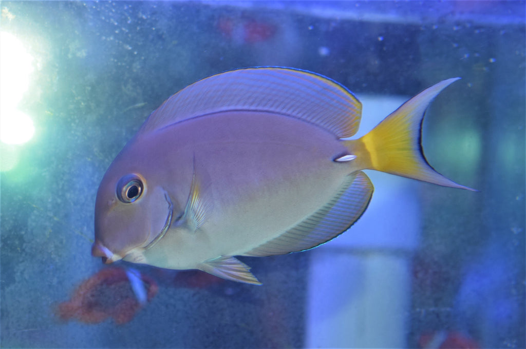White-Spine Tang
