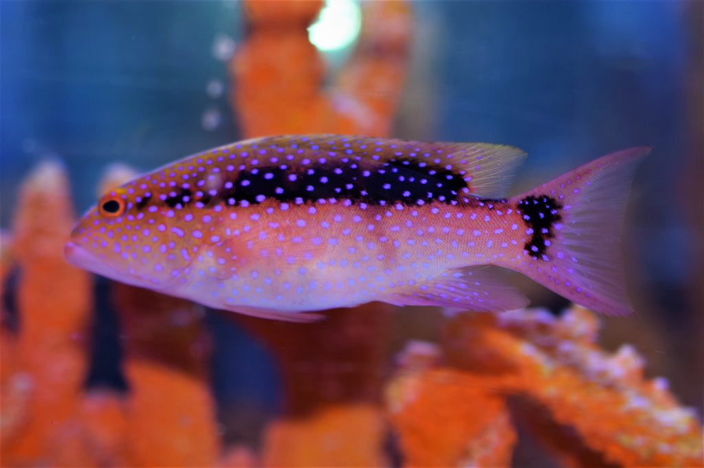 Louti Grouper