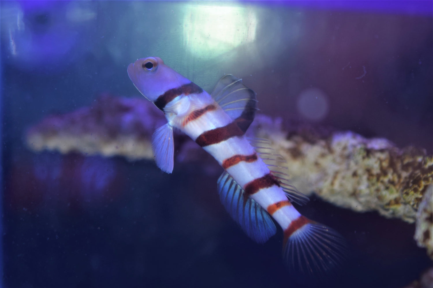 Dracula Goby