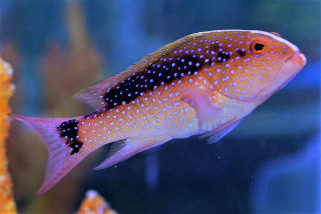 Louti Grouper