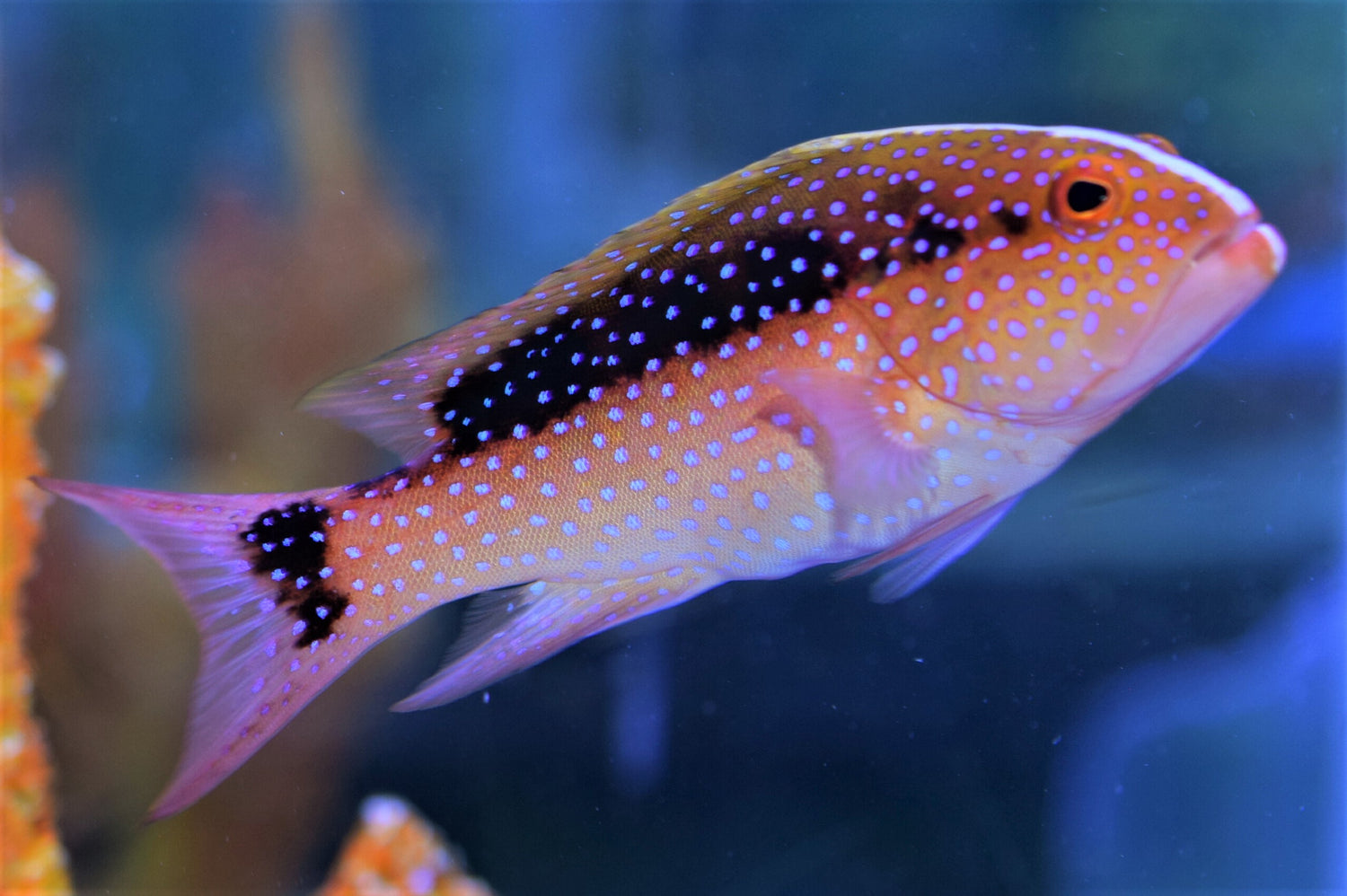 Louti Grouper