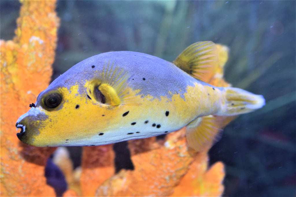 Yellow Belly Dogface Puffer