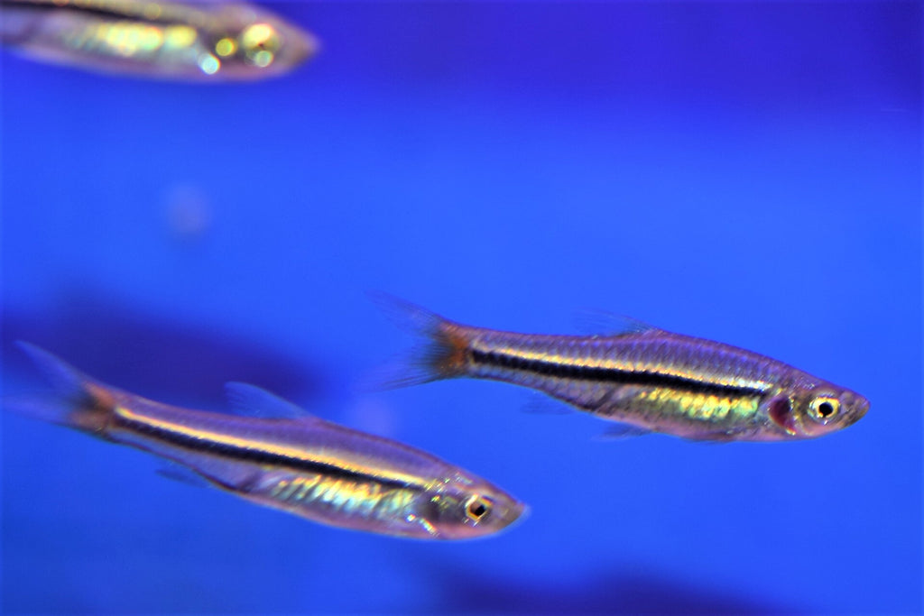 Brilliant Rasbora