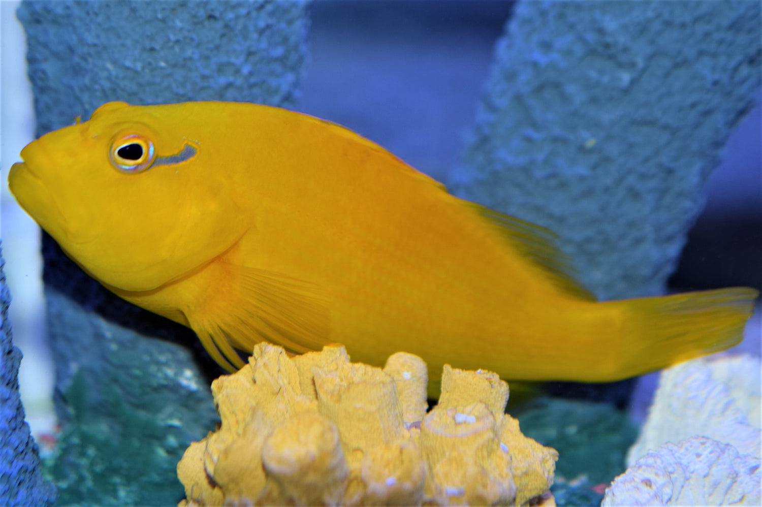 Golden Arc Eye Hawkfish
