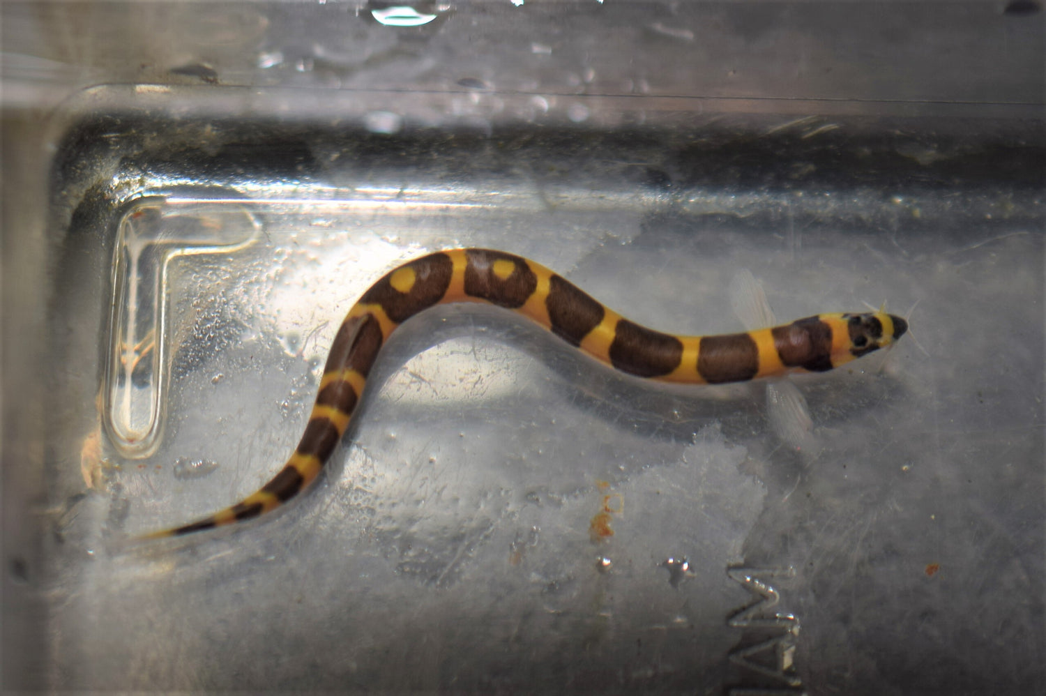 Striped Kuhli Loach