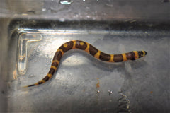 Striped Kuhli Loach