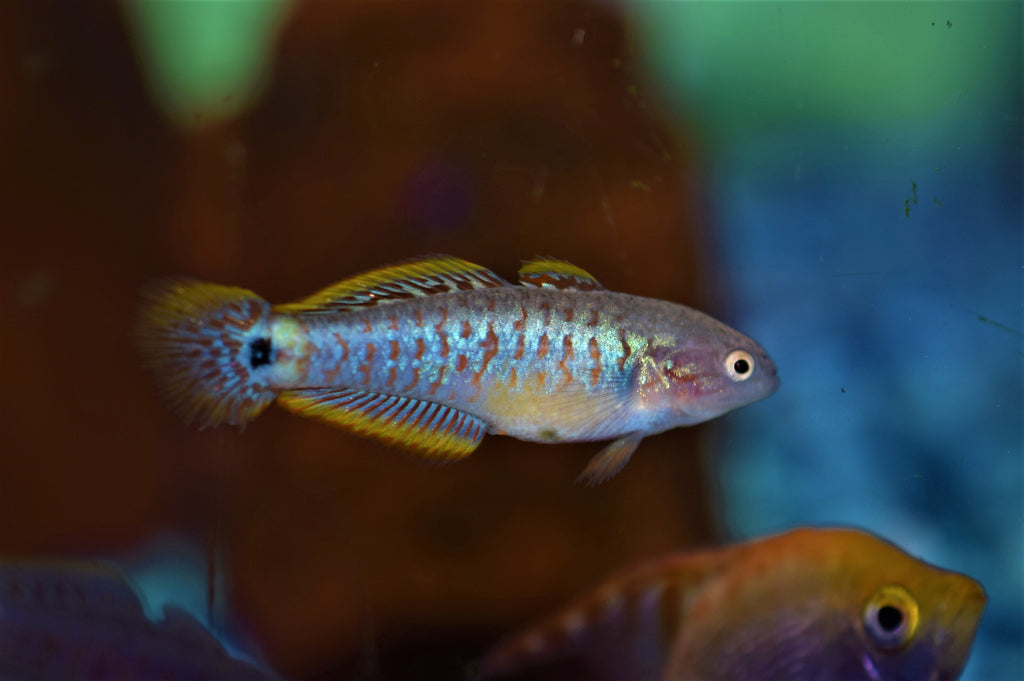 Peacock Gudgeon