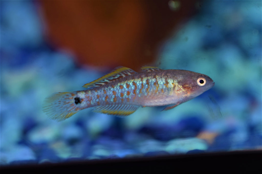 Peacock Gudgeon