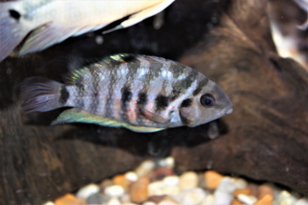 Convict Cichlid