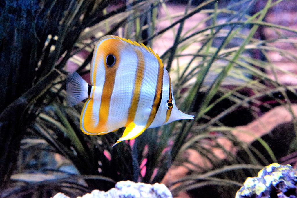 Copperband Butterfly