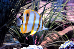 Copperband Butterfly