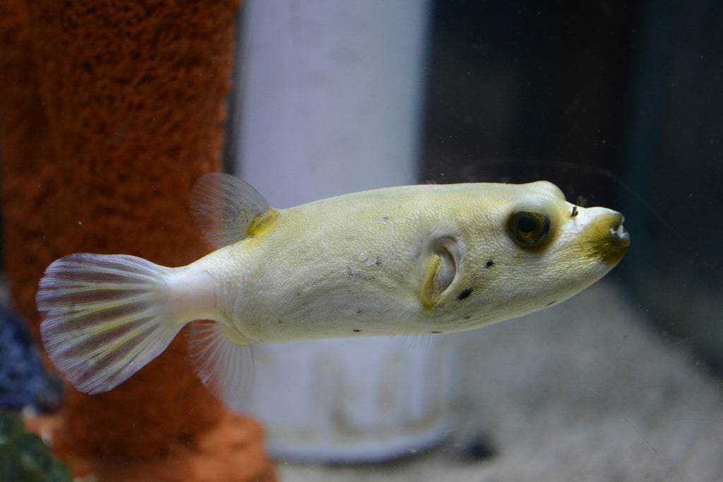 Dogface Puffer