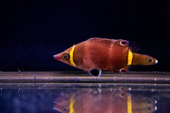 Yellow Banded Possum Wrasse