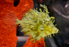 Tassel Filefish