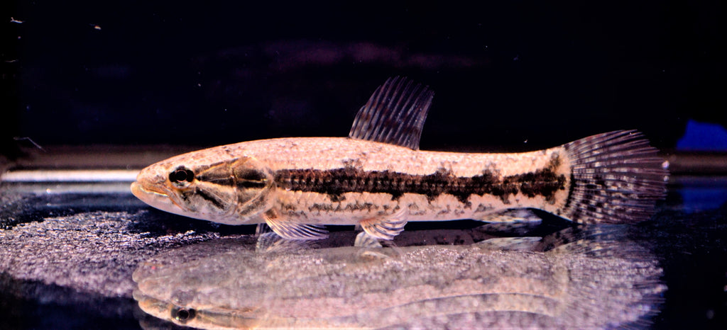 Wolf Fish