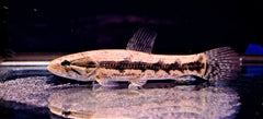 Wolf Fish