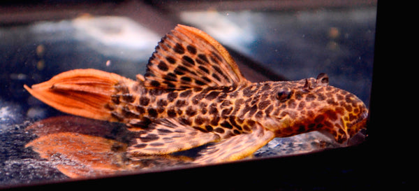 L114 best sale pleco care