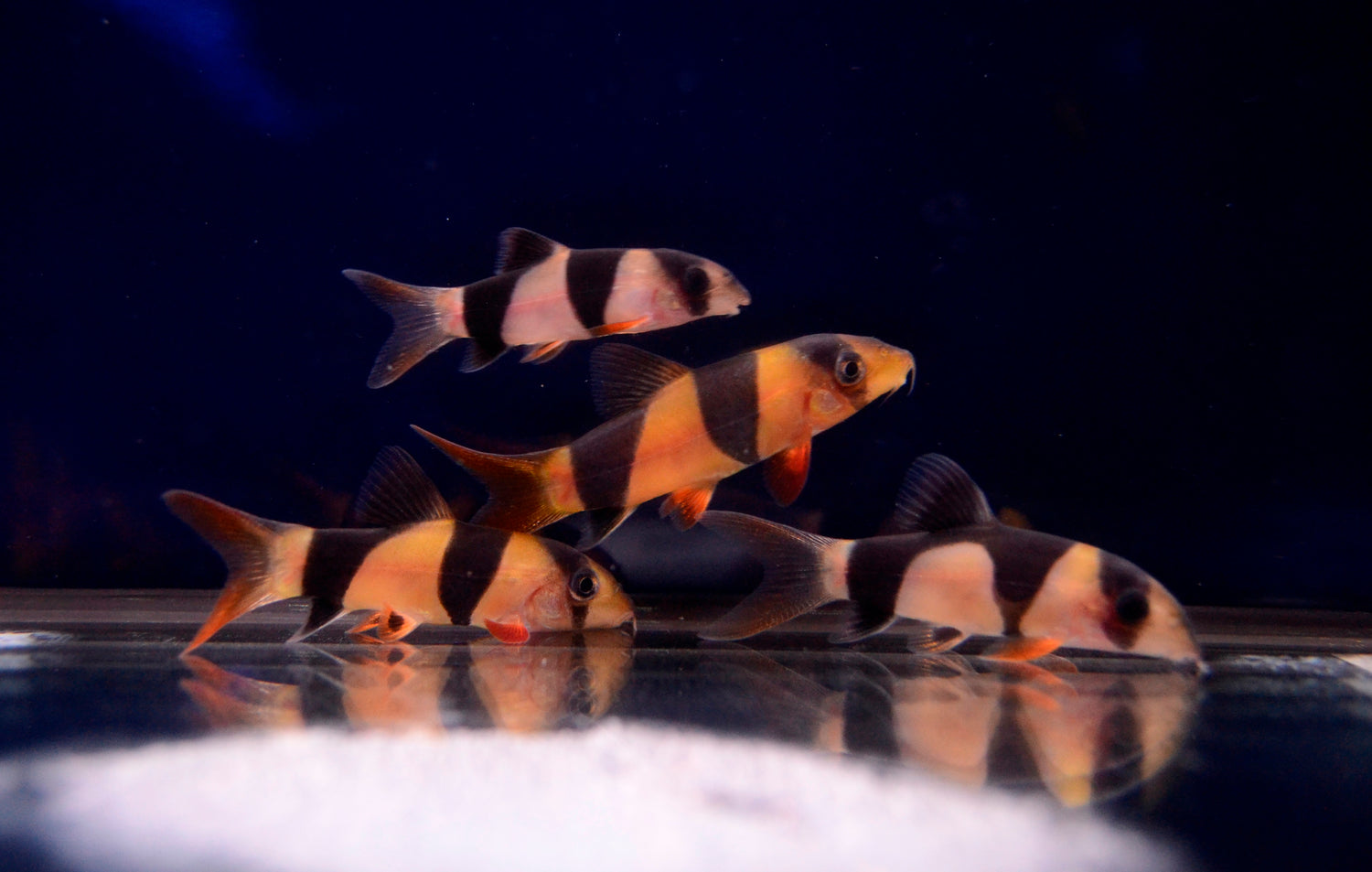 Clown Loach (Tiger Botia)