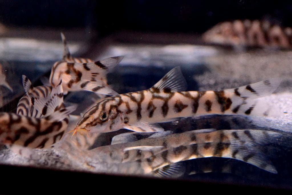 Yoyo Loach