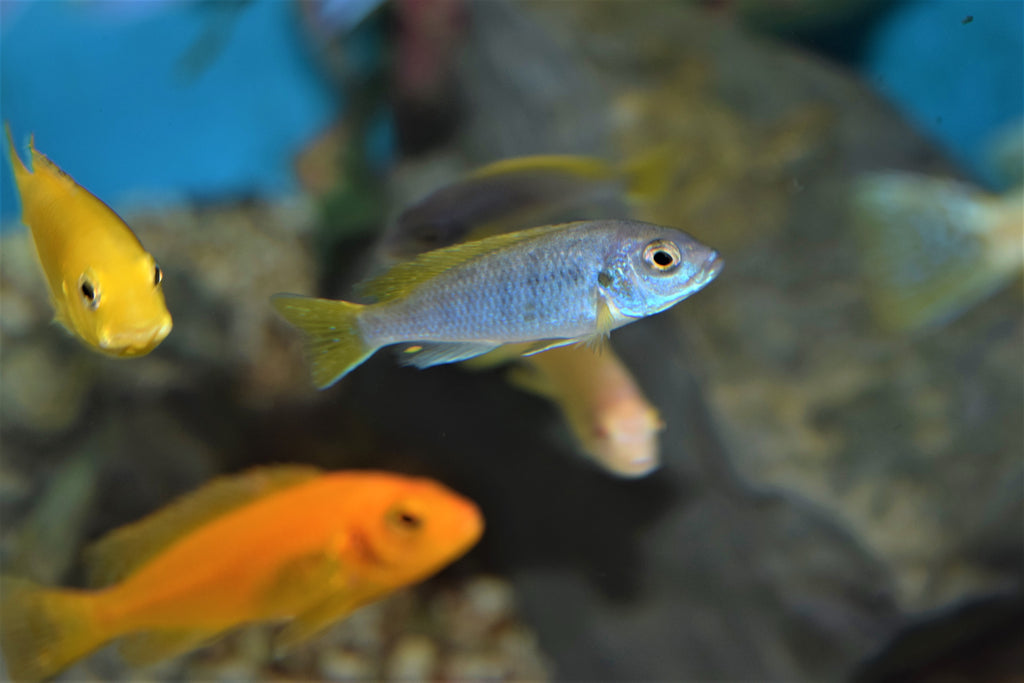 Pseudotropheus acei