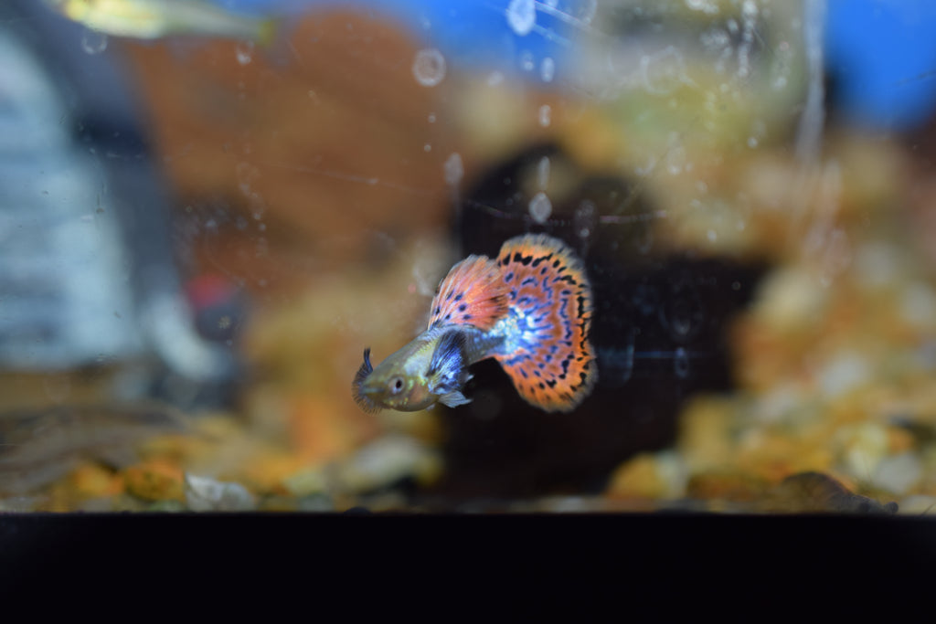 Male Dumbo Guppies