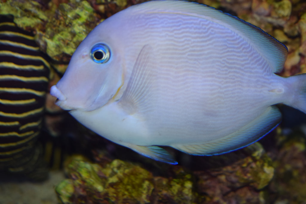 Atlantic Blue Tang