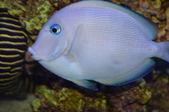 Atlantic Blue Tang