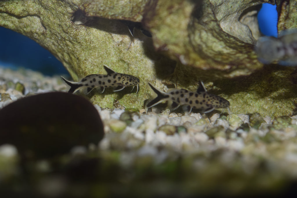 Synodontis petricola
