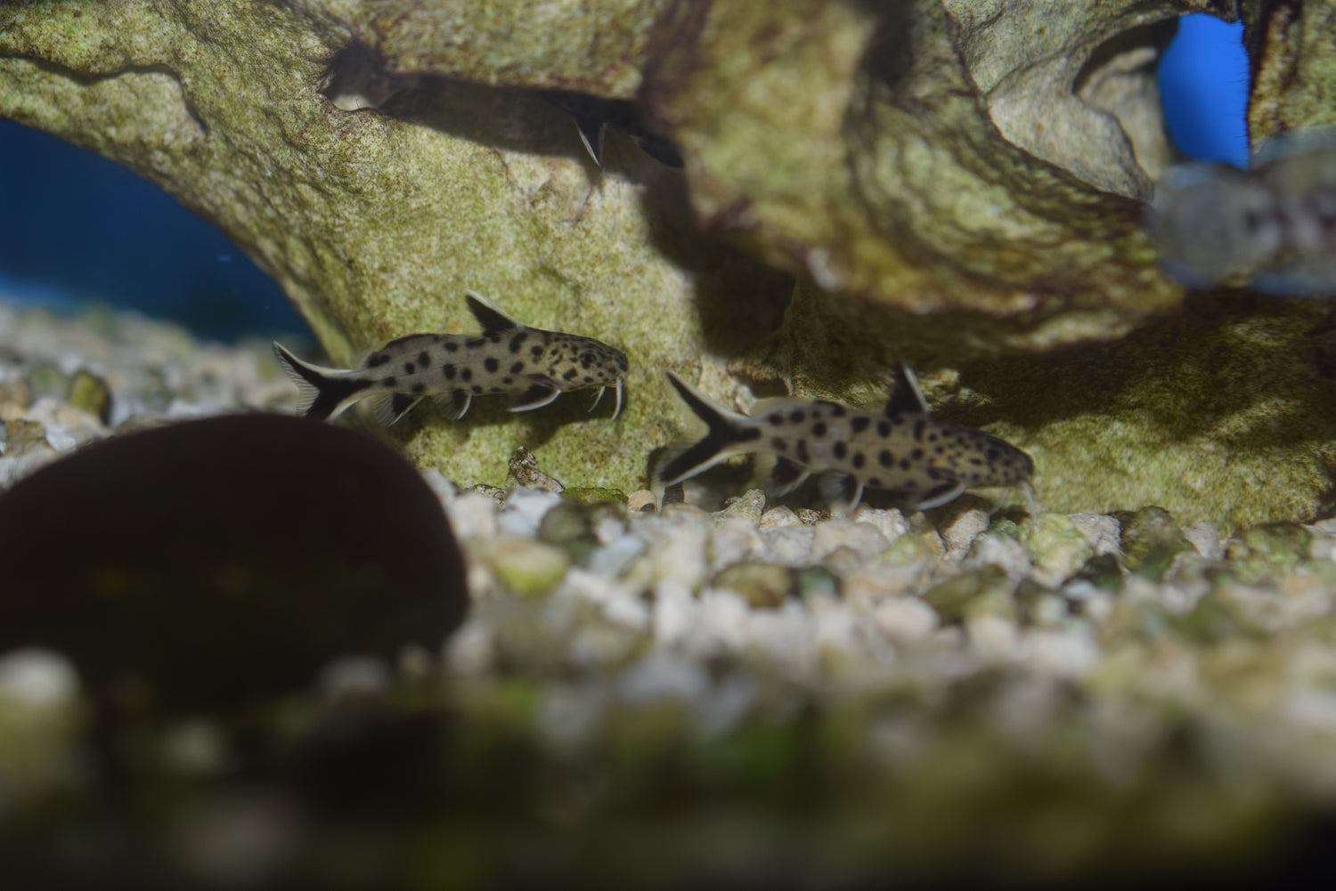 Synodontis petricola