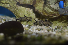 Synodontis petricola