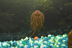 Vietnam Hillstream Loach