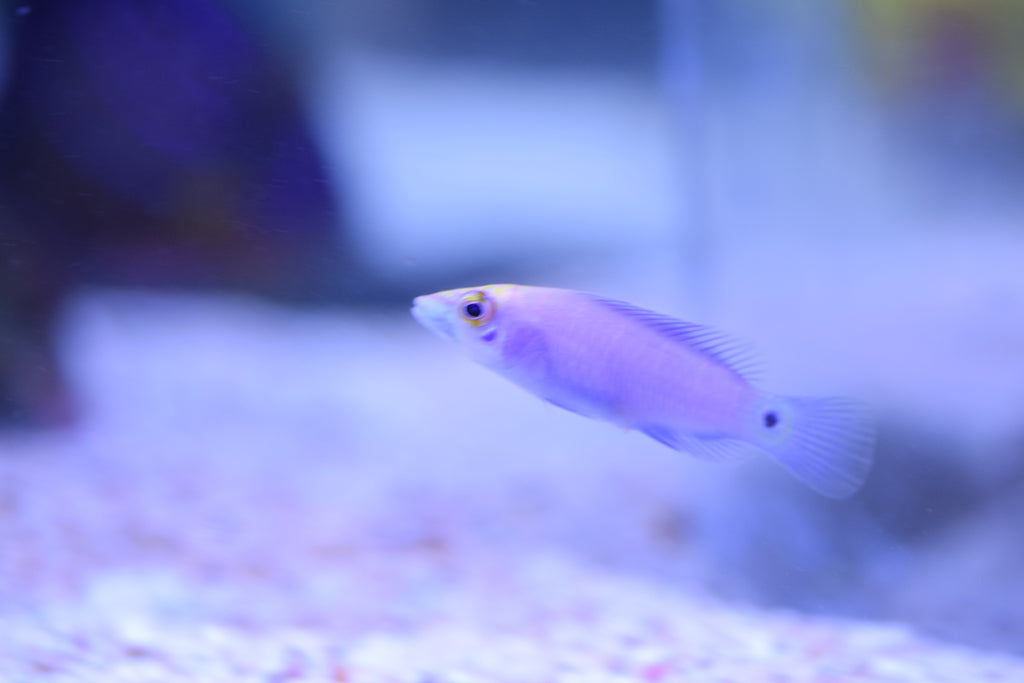 Mystery Wrasse