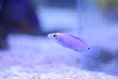 Mystery Wrasse