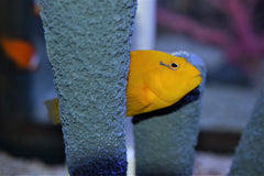 Golden Arc Eye Hawkfish