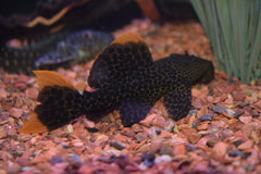 Leopard Cactus Pleco (L-600)