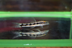 Dwarf Chain Loach