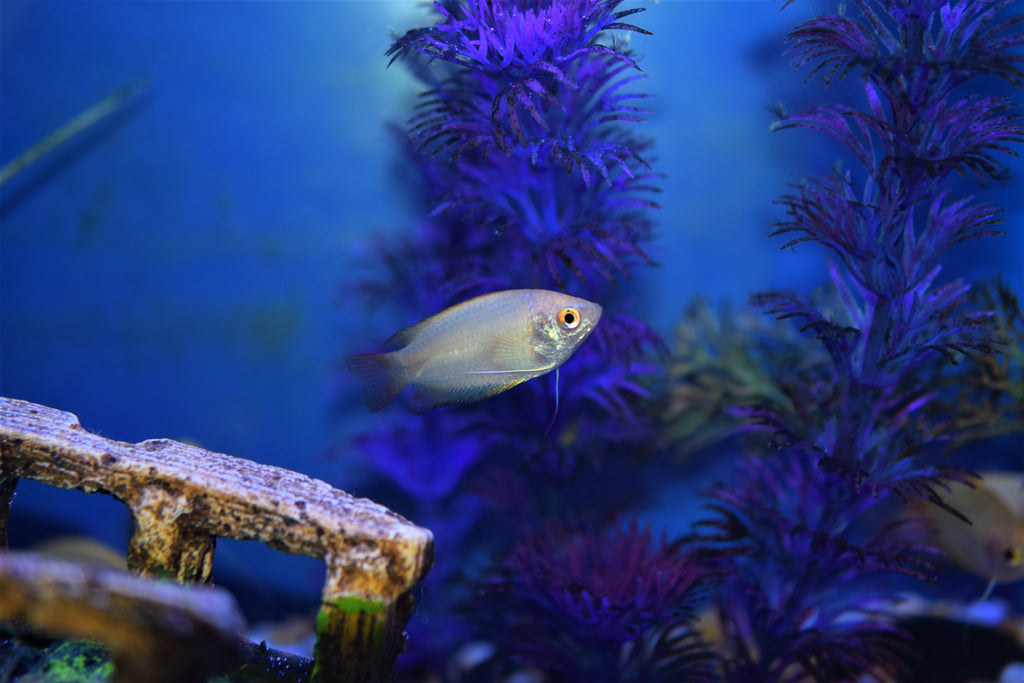 Gold Honey Gourami