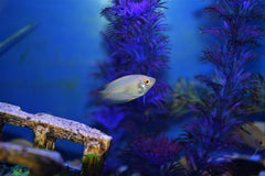 Gold Honey Gourami