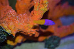 Bicolor Pseudochromis