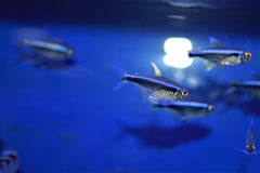Black Neon Tetra