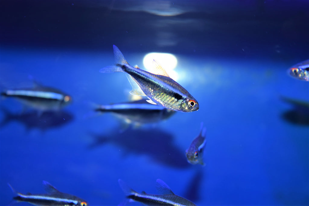 Black Neon Tetra