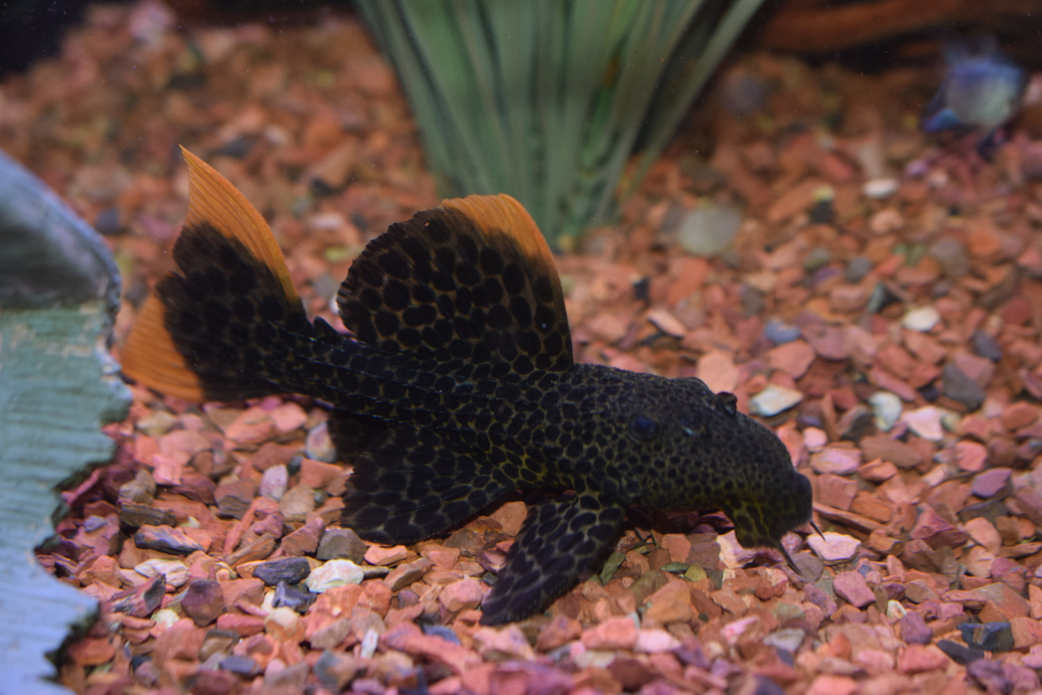 Leopard Cactus Pleco (L-600)