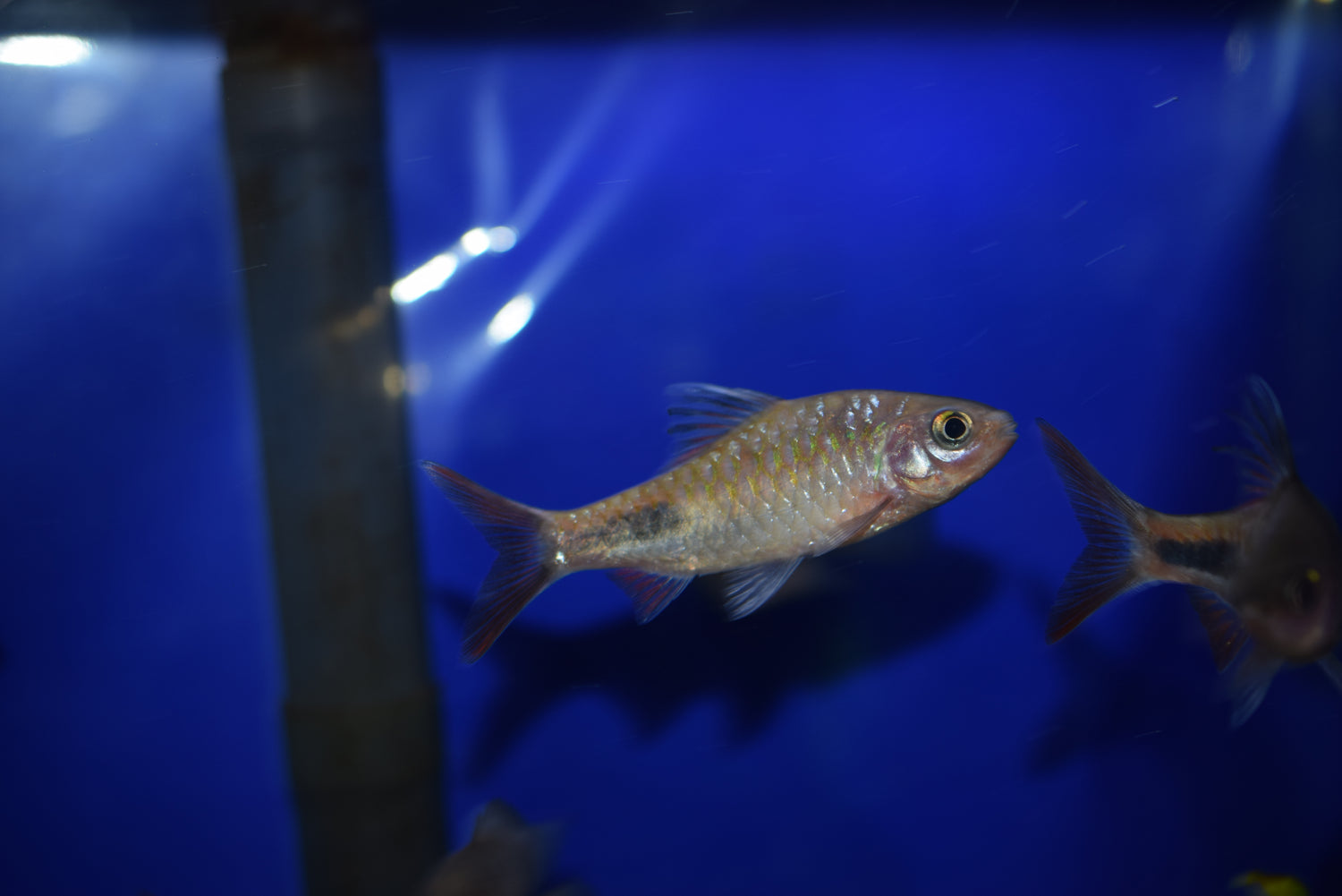 Rohani Teardrop Barb