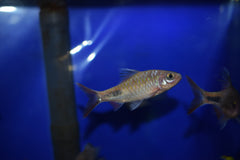 Rohani Teardrop Barb