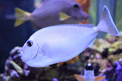 Tonganus Tang