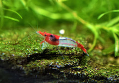 Red Rili Shrimp