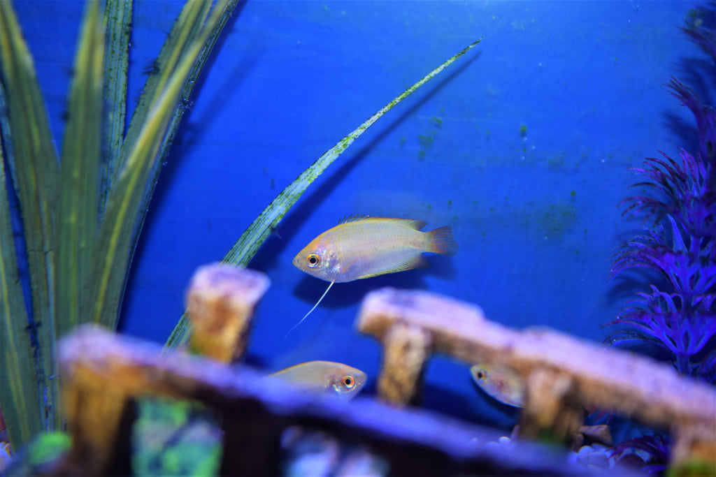 Gold Honey Gourami