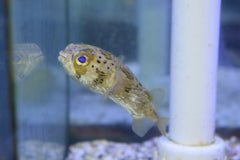 Porcupine Puffer